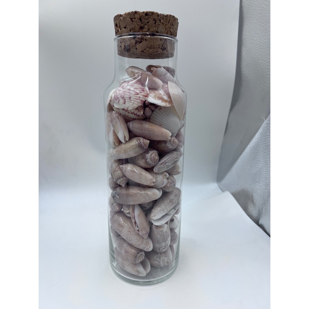 Natural Sea Shells in Glass Apothecary Jar with Cork Stopper Coastal Decor 11in